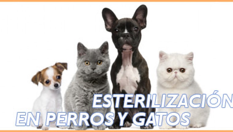 CAMPAÑA ESTERILIZACION