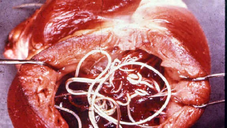 ENFERMEDAD DEL GUSANO DEL CORAZON (DIROFILARIOSIS)