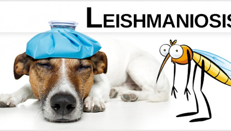 CAMPAÑA DETECCIÓN LEISHMANIA