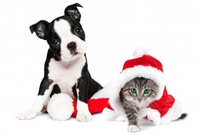 EVITEMOS ACCIDENTES EN NAVIDAD