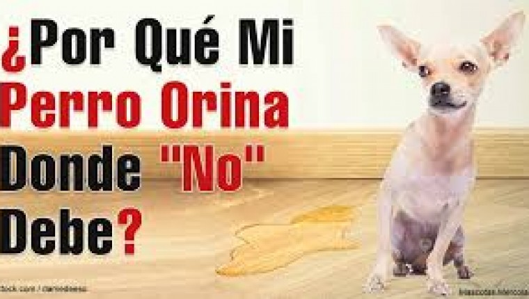 MI PERRO ORINA DONDE NO DEBE !!!!