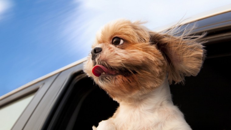 MI PERRO SE MAREA EN EL COCHE !!!!!!