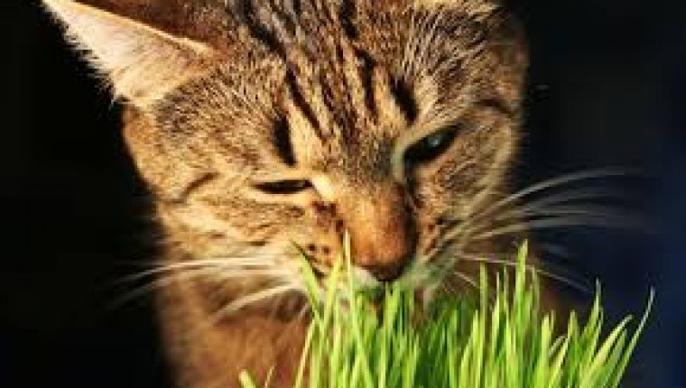 PLANTAS SEGURAS Y PLANTAS TOXICAS EN GATOS