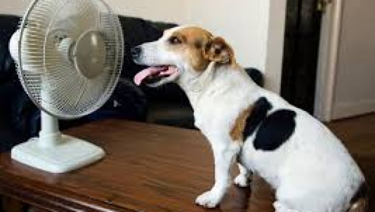 EL CALOR Y NUESTRAS MASCOTAS