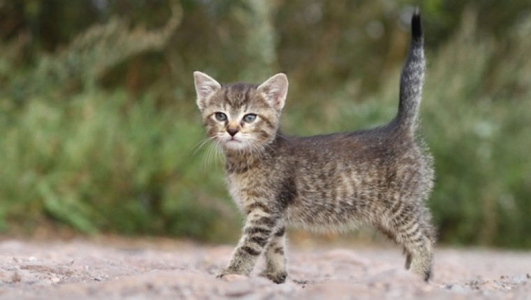 MIRA LA COLA DE TU GATUNO…..Y SABRAS SU ESTADO DE ANIMO