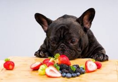 FRUTA Y VERDURA EN NUESTRAS MASCOTAS