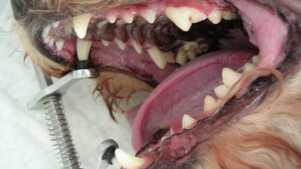 CAMPAÑA HIGIENE DENTAL