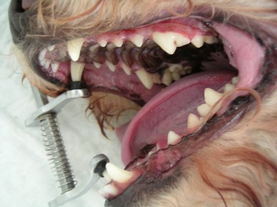 CAMPAÑA HIGIENE DENTAL